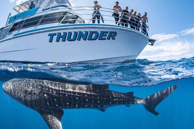 Whale Shark Safari - thumb 1