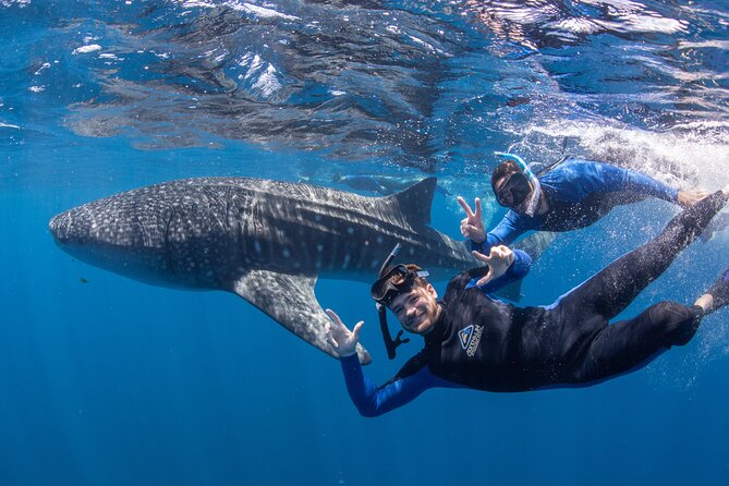Whale Shark Safari - Broome Tourism