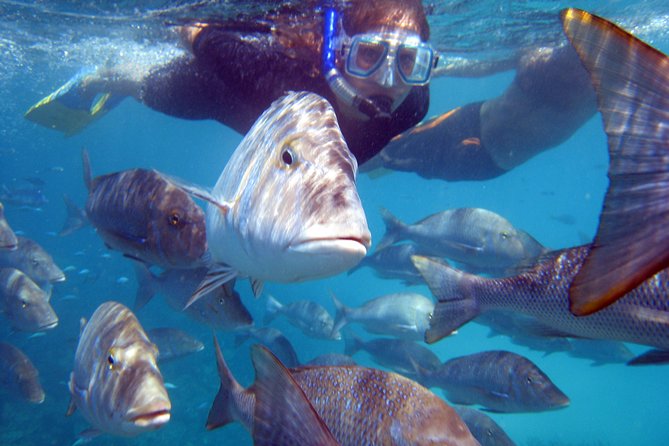Coral Bay 2-Hour Coral Viewing and Snorkeling - Geraldton Accommodation