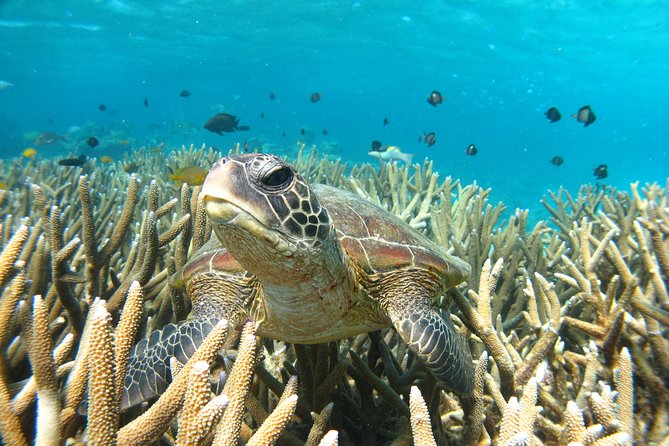 Coral Bay 3-Hour Turtle Ecotour - Tourism Cairns