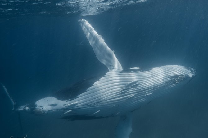 Humpback Whale Safari - St Kilda Accommodation