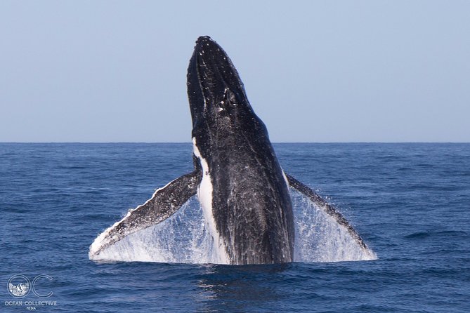 Full-Day Whale Watching Snorkeling and Swimming at Coral Bay - Redcliffe Tourism