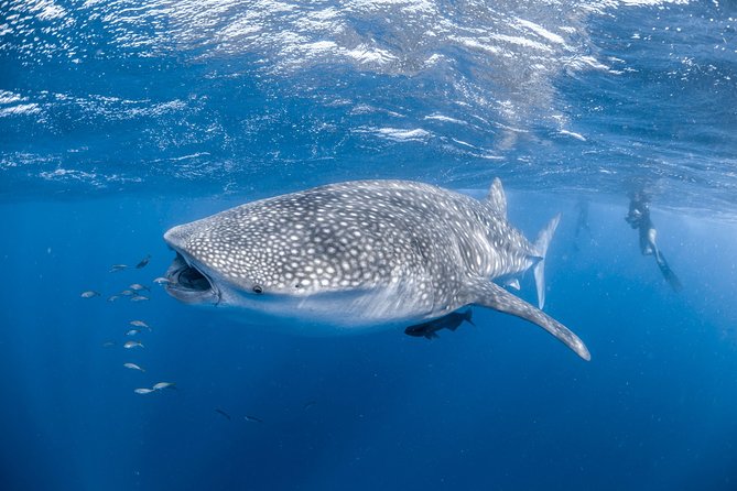 Whale Shark Adventure Tour - Attractions