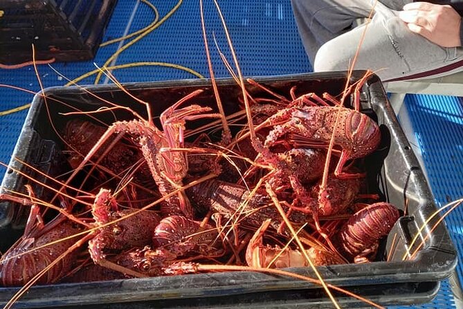 Lobster Fishing Tour At Geraldton - thumb 6