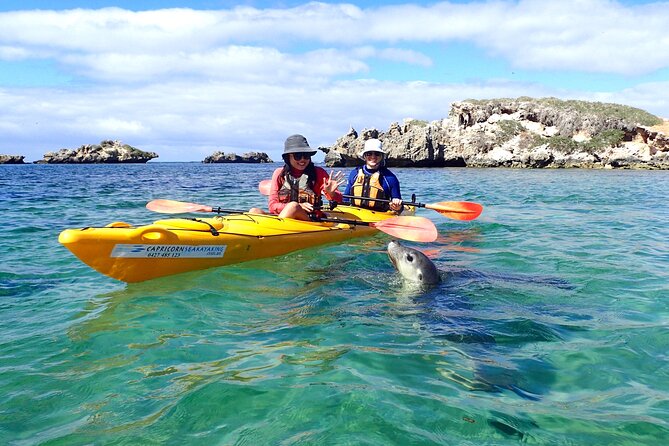 Penguin And Seal Islands Sea Kayaking Experience - thumb 0