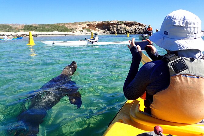 Penguin And Seal Islands Sea Kayaking Experience - thumb 1