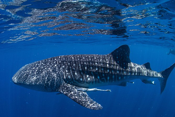 Full-Day Whale Sharks Swimming Experience On Ningaloo Reef - thumb 10