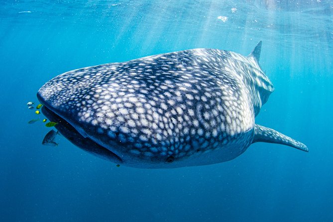 Full-Day Whale Sharks Swimming Experience On Ningaloo Reef - thumb 9