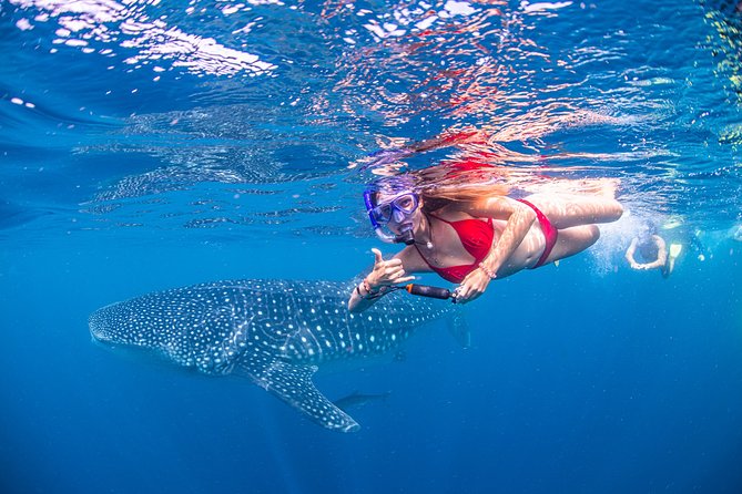 Full-Day Whale Sharks Swimming Experience On Ningaloo Reef - thumb 0