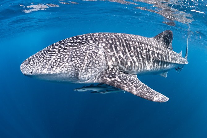 Full-Day Whale Sharks Swimming Experience On Ningaloo Reef - thumb 14