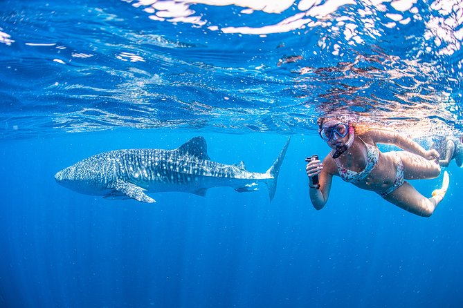 Full-Day Whale Sharks Swimming Experience On Ningaloo Reef - thumb 17