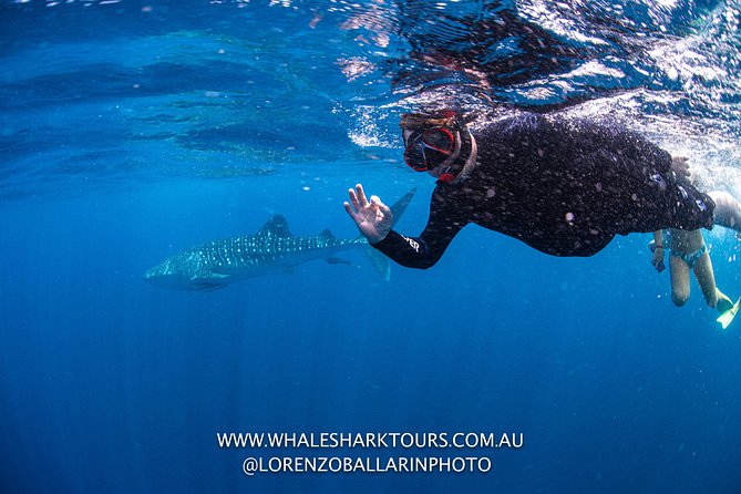 Full-Day Whale Sharks Swimming Experience On Ningaloo Reef - thumb 2