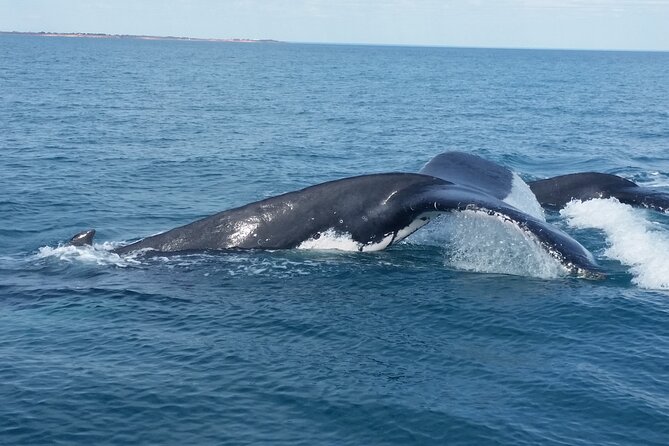 AOC Broome Whale Watching - thumb 1