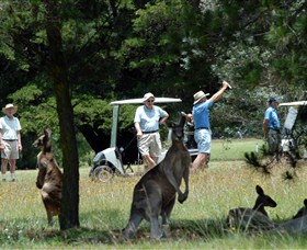 Glen Innes Golf Club - New South Wales Tourism 