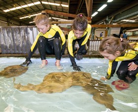 Australian Shark and Ray Centre - Find Attractions
