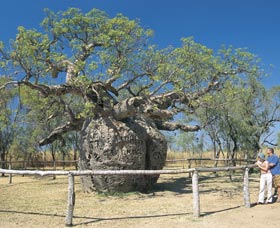 Boab Prison Tree - Tourism Cairns