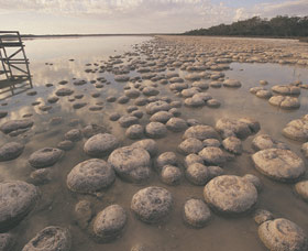 Lake Clifton Thrombolites - Attractions Melbourne