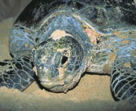 Turtle Nesting Season - Accommodation Sunshine Coast