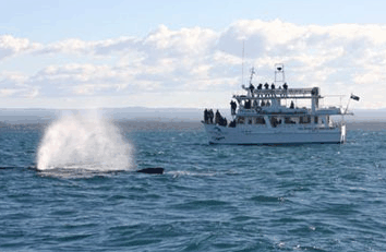 Dolphin Watch Cruises - Tourism Canberra