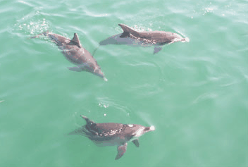 Dolphin Watch Cruises - Attractions 1