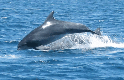 Dolphin Watch Cruises - Attractions 3