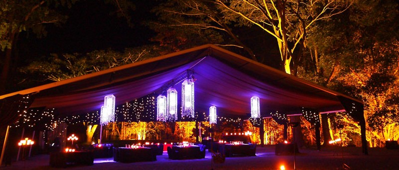 Flames Of The Forest - Accommodation Mooloolaba