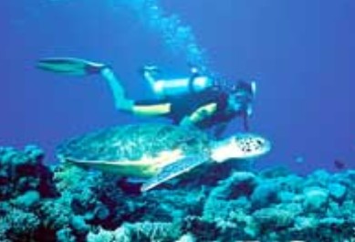 Poseidon Outer Reef Cruises - thumb 1