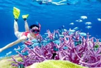Poseidon Outer Reef Cruises - thumb 2