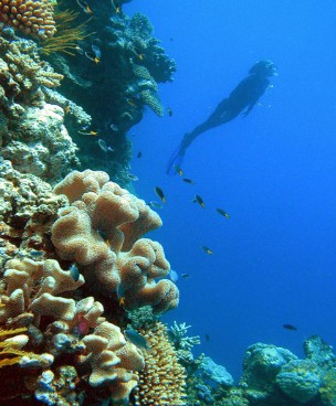 Reef Magic Cruises - Accommodation Whitsundays
