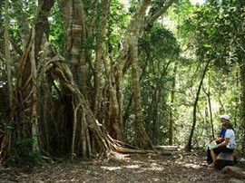 The Airlie Creek Track - Accommodation Cairns