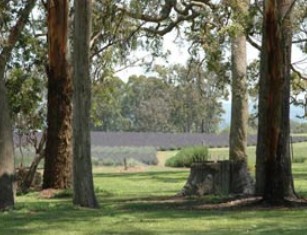 Aloomba Lavender - New South Wales Tourism 