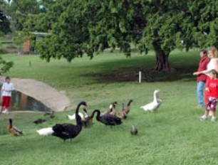 Anzac Park and Ululah Lagoon - Tourism Adelaide
