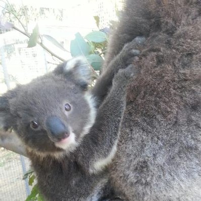 West Oz Wildlife Petting Zoos - Attractions